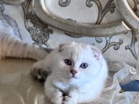 Yavru scottish fold kedimize yuva arıyoruz