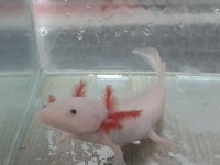 ACİL SATILIK LEUCISTIC AXOLOTL YEM ILE BIRLIKTE