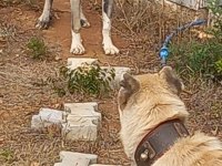 30 yıllık soy takibi olan köpeklerim