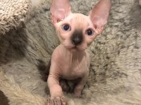 SAFKAN SPHYNX YAVRULARI OZYFELİNES