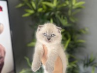 SCOTTISH FOLD BLUE POİNT YAVRULARIM 