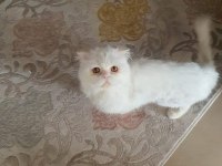 EĞİTİMLİ SAFKAN İRAN KEDİMİZ