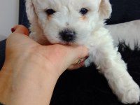 Bichon Frise Yavruları