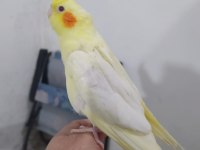 Satılık sultan papağanı erkek