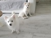 Saf 1 erkek ve 1 dişi köpeğimiz