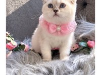 Muhteşem Kalitede Scottish Fold