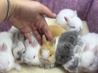 Cüce Tavşan Netherland Dwarf Yavrularımız