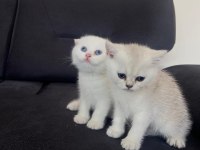 2 aylık scottish Fold
