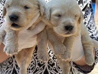 Golden retriever yavrularımız ruhsatlı çiftliğinden