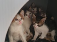Van kedisi kırması gözleri yeşil mavi anne ve yavrular