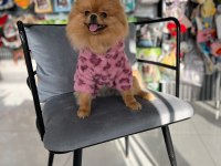 TEDDY BEAR 1 YAŞ ÜST KALİTE DİŞİ POMERANİAN