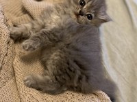 British Longhair Erkek