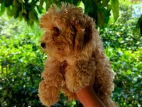 3 Aylık Dişi ve Erkek Poodle Yavrular