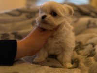 Orjinal Kore kan maltese