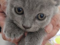 British Shorthair
