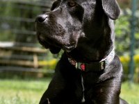 4.5 YAŞINDA DİŞİ KISIR CANE CORSO SAHİPLENDİRME