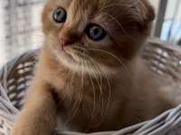 Scottish Fold 2 Aylık Erkek Yavru