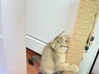 Scottish fold golden