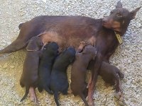 Orjinal king doberman yavrularımız