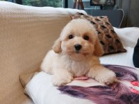 Akıllı ve Tüy Dökmeyen Karakteriyle Maltipoo Yavrusu