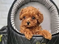 TOY POODLE YAVRULAR
