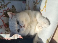 Dişi yavru british shorthair bursa