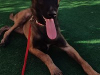5 Aylık Belçika Malinois Kurdu