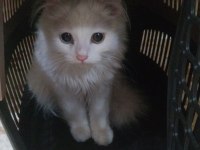 Göz kamaştıran bir british longhair güzellik