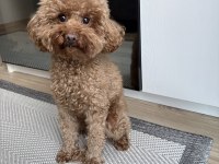 DİŞİ TOY POODLE