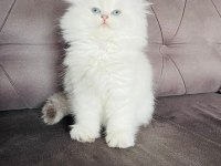 British Longhair Yavrular