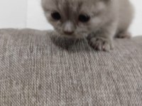4 haftalık yavrularımısahiplendirmek istiyorum