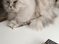 Scottish fold özellikle ücretsiz sahiplendiriyorum