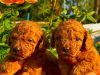 Toy Poodle yavruları