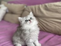 2 Aylık Erkek British Longhair