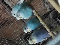 Bayram şekerleri yeni yeme düşmüş yavru muhabbet kuşu