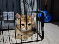 British shorthair ve longhair golden ve golden point yavru