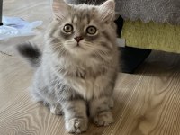 British Silver Longhair