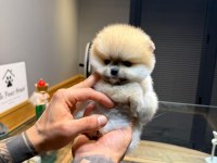 Orjinal Irk Ve Sağlık Garantili Köpekler