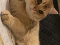 Erkek kedi eş ilanı