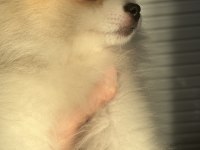 6 AYLIK AŞI VE EĞİTİMLERİ TAM POMERANİAN BOO ERKEK