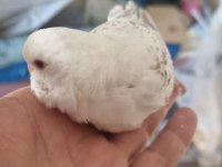 Yavru albino muhabbet kuşu