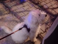 Uyguna verilecek dişi maltipoo aşıları tam çipi var