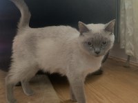 1 Yaşında British Shorthair Dişi Kedimiz