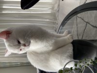 45 günlük maviş gözlü british shorthair