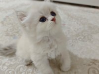 A Kalite British Longhair Silver Point