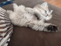 Güzel golden british longhair yavrumuz