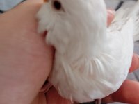 Envai Çeşit Muhabbet Kuşları