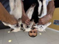 Top kafa Scottish fold yavrular Ankara mağazamızda 