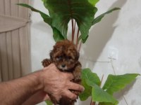 Maltipoo dişi