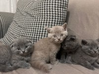 Zamanı Gelen British Shorthair Bebeklerimiz